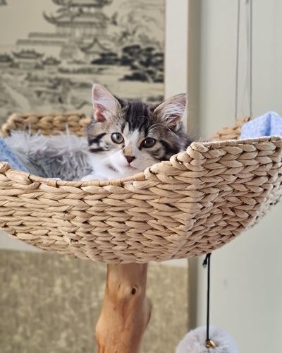 basket