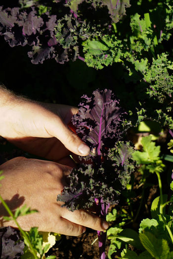 Cropped hand of person holding plant