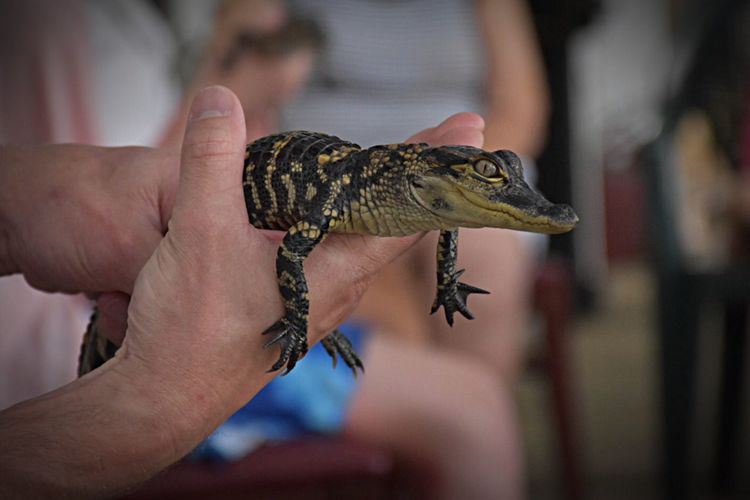 Cropped hands holding young alligator