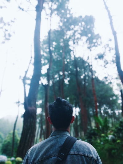 Rear view of man looking at trees in forest