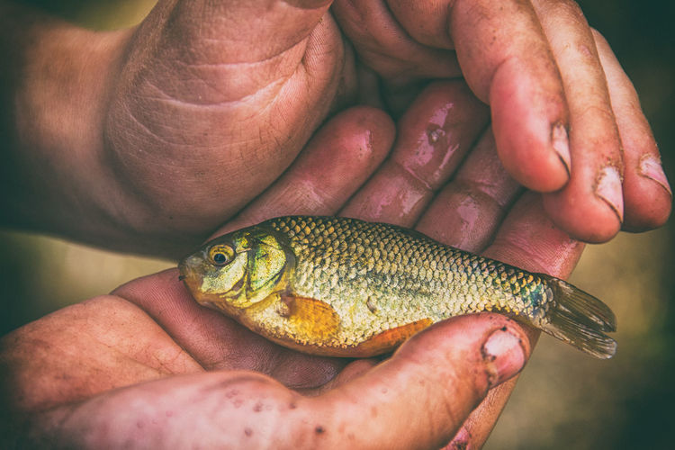 Cropped image of person holding fish