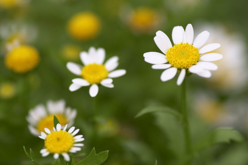 Close-up of white daisy blooming outdoors