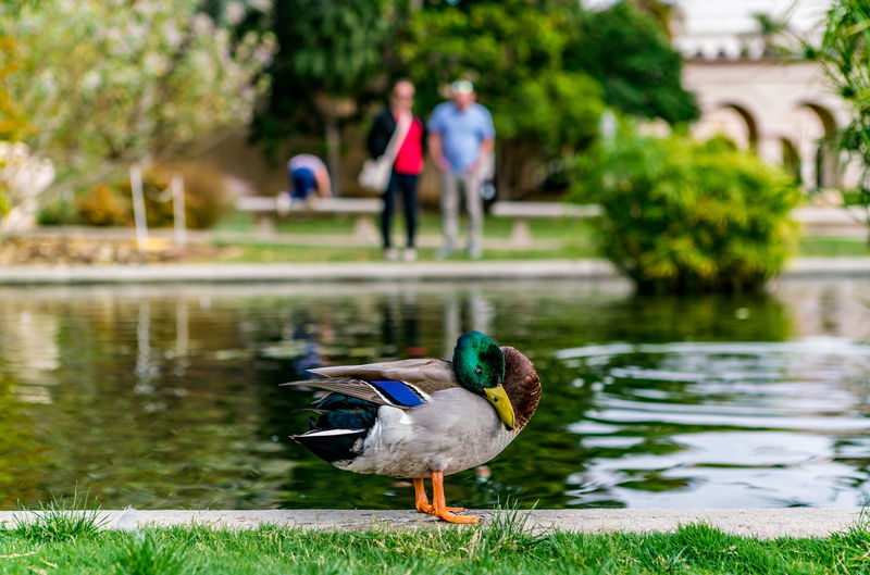 Mallard duck in lake at park