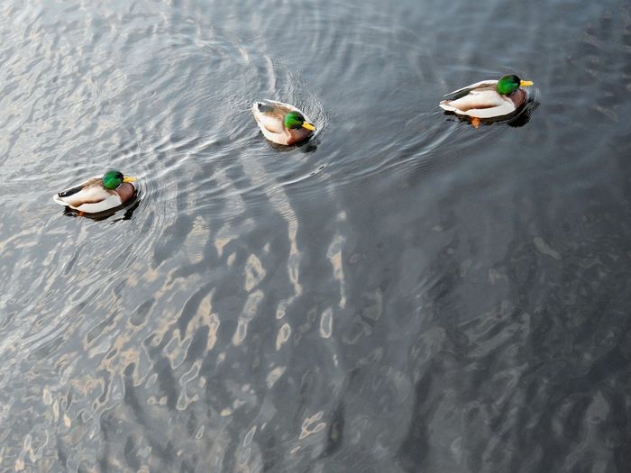 High angle view of mallard ducks swimming on lake