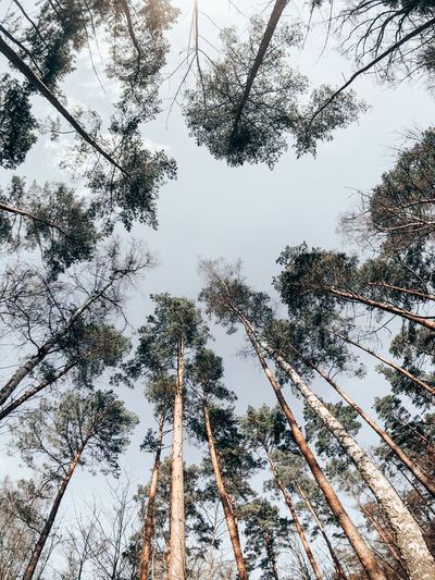 Low angle view of trees against sky during winter