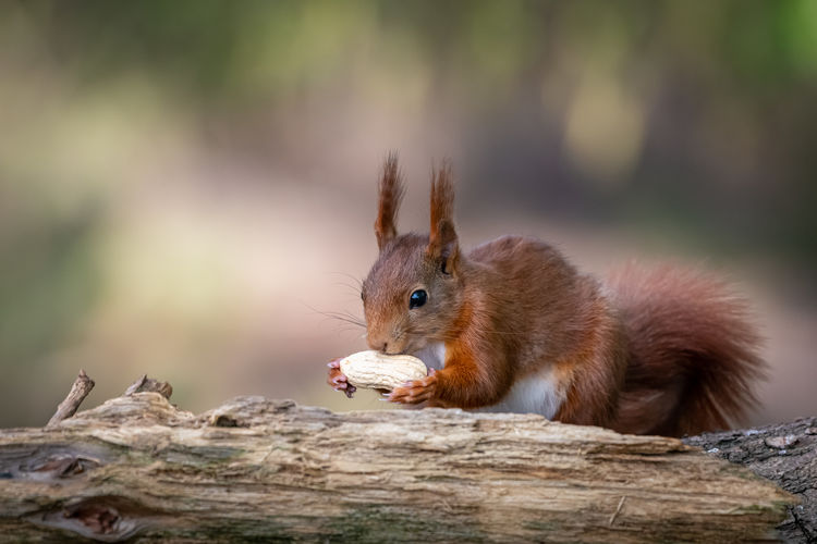Close-up of squirrel on wood with peanut