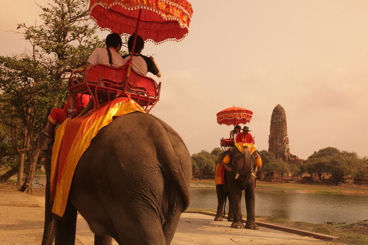 Tourists riding on elephant by lake and old temple in ayutthaya kingdom