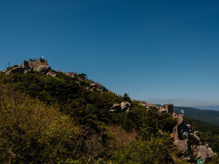 Plants growing on mountain against clear blue sky