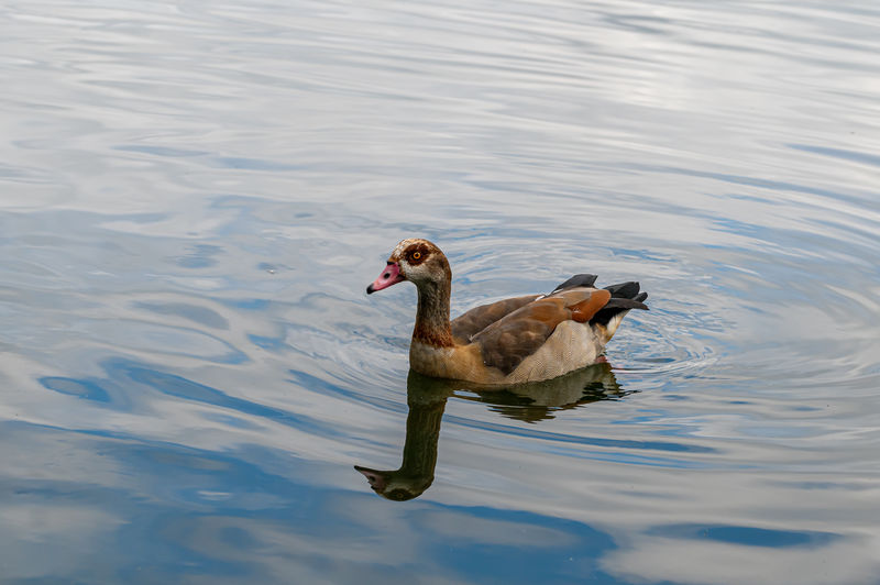 Adult egyptian goose, alopochen aegyptiaca, swimming on a lake with reflection