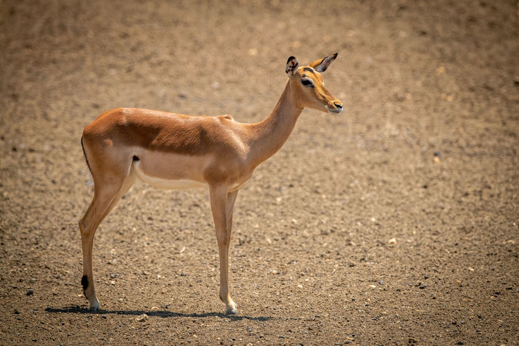 Female common impala stands staring casting shadow