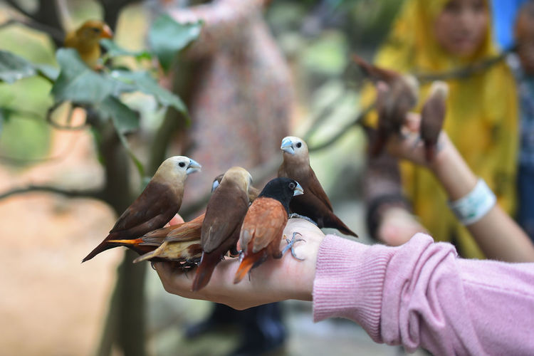 Close-up of woman perching on hand holding bird