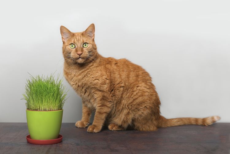 Portrait of cat sitting on potted plant against white background