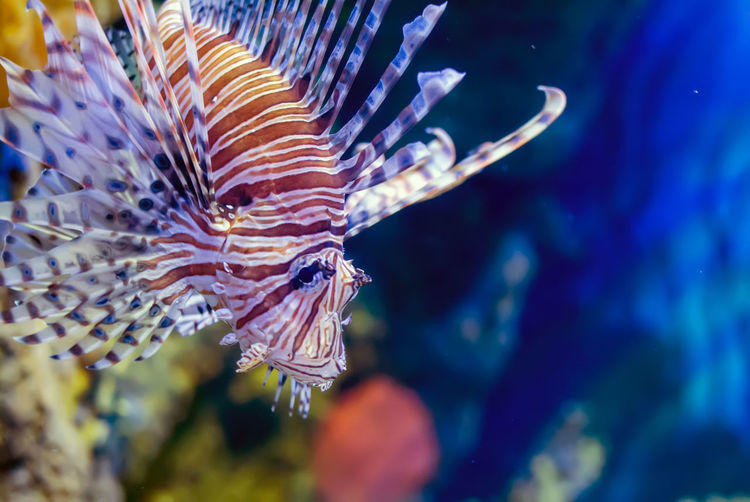 Red lionfish or zebrafish pterois volitans underwater in front of a blue background