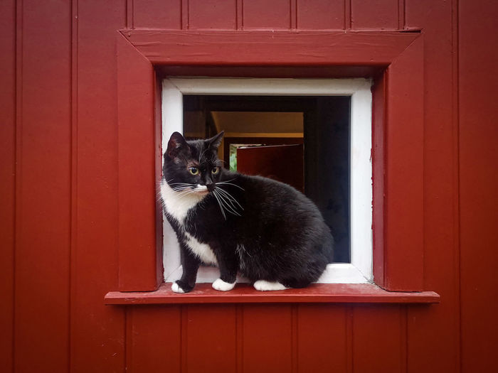 Portrait of black cat sitting on red door