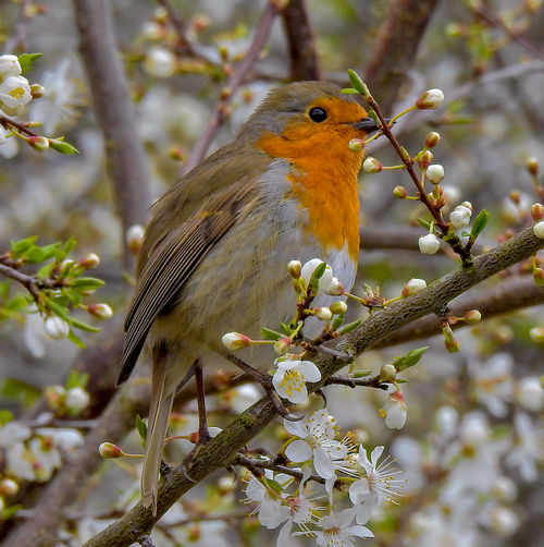Robin on a blossom tree.