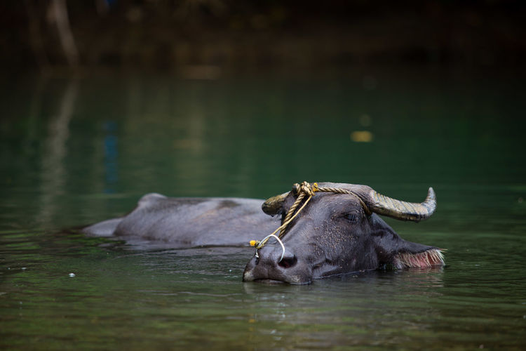 Water buffalo resting in the river
