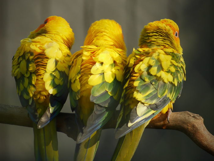 Close-up of parrot perching on yellow flower