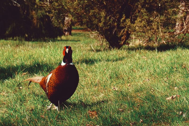 Pheasant on grassy field against trees