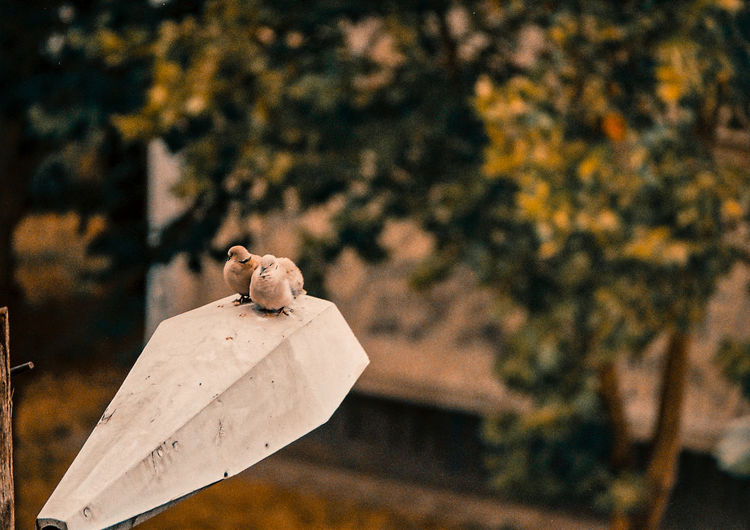 Close-up of bird against blurred trees