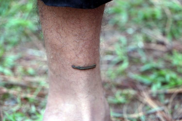 Close-up of leech on human leg