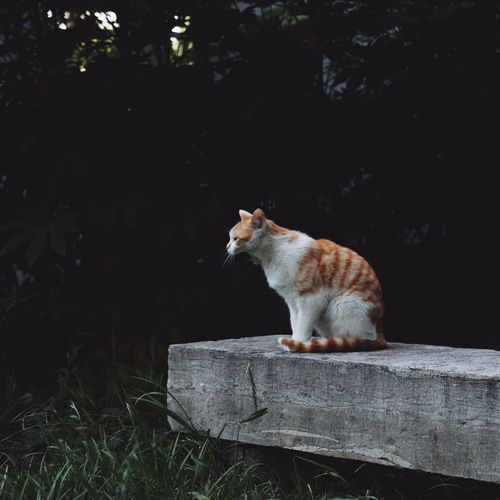 Cat sitting on a wood