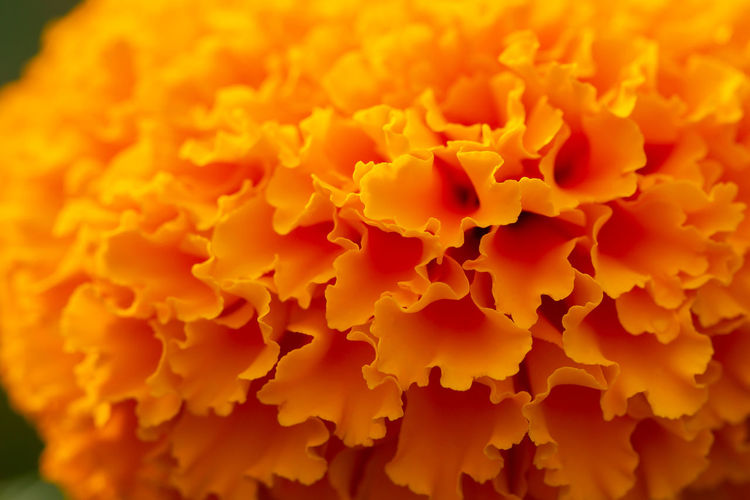 Close-up of orange marigold