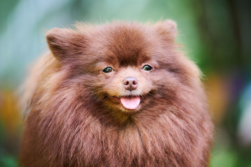 Pomeranian spitz dog in garden, close up face portrait. cute brown pomeranian puppy, spitz pom dog