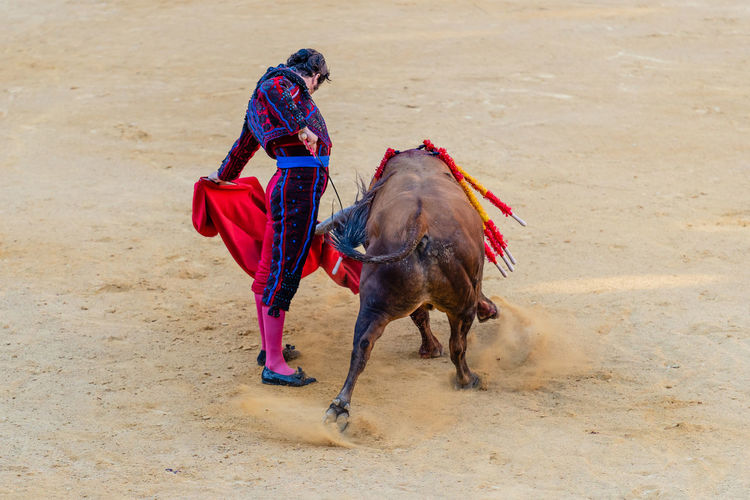 Back view of anonymous fearless toreador performing holding capote and estoc sword with wounded bull on bullring during corrida festival