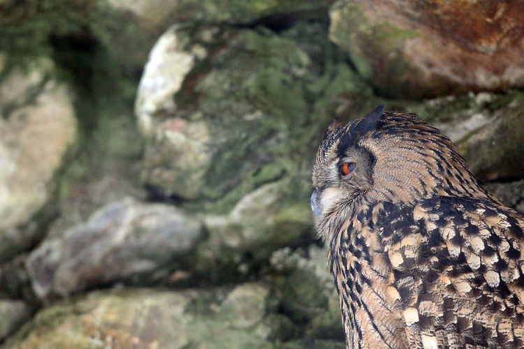 Close-up of owl perching against rock