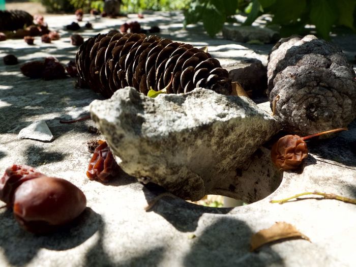 Close-up of turtle on rocks