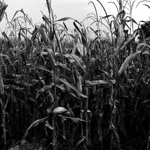 Close-up of crops on field against sky