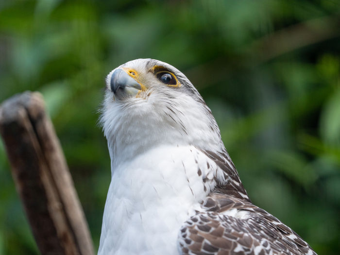 Close-up portrait of eagle