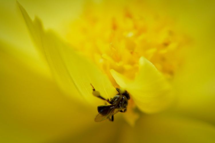 Macro shot of bee pollination on yellow flower