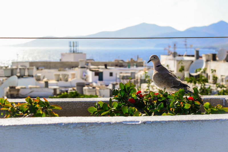 Bird perching on balcony