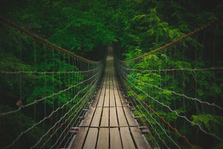 Empty footbridge at forest