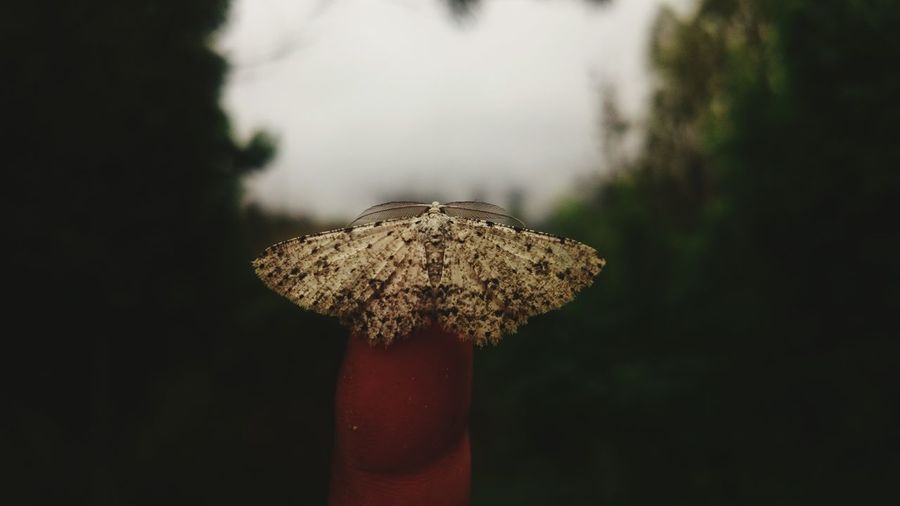 Cropped hand of person holding moth on finger