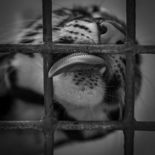 Close-up of tiger in cage