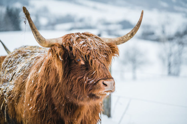 Galloway cattle or scottish highland cattle in snow covered landscape.