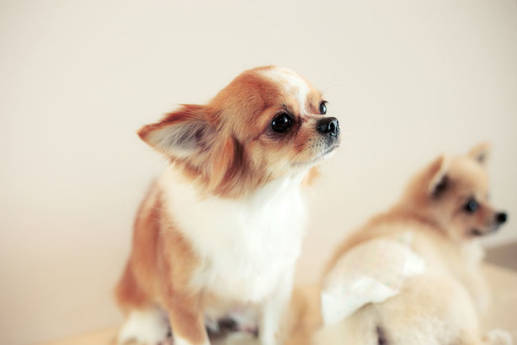 Dog looking away against white background