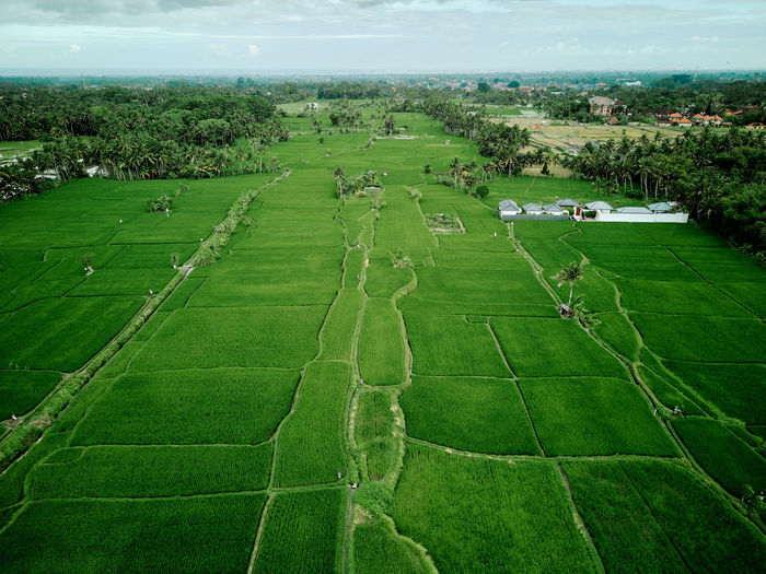 field