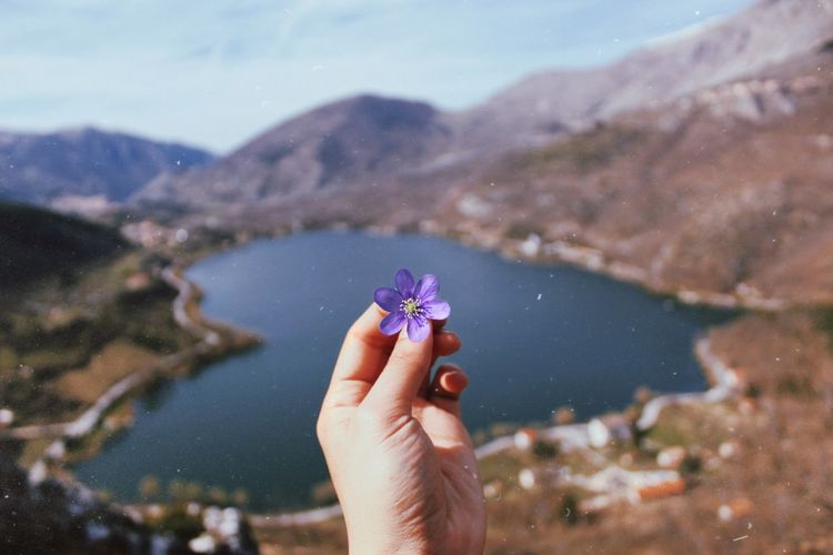 Cropped hand holding purple flower against lake amidst mountains