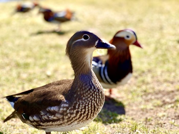 Close-up of mandarin ducks on field