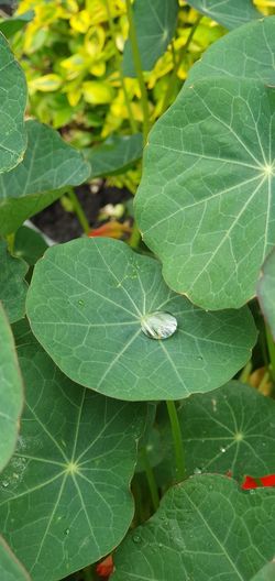High angle view of leaves on plant