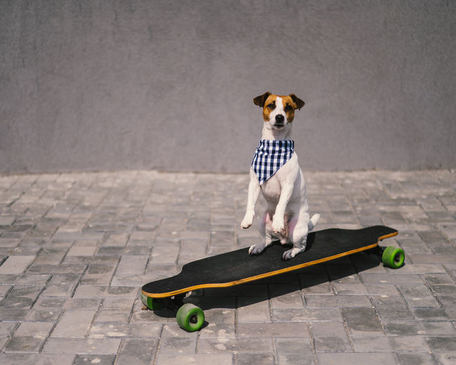 Dogs on street