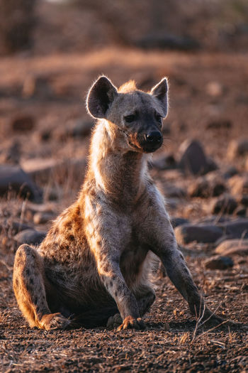 Spotted hyena sitting