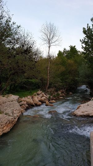 Scenic view of river stream in forest against sky
