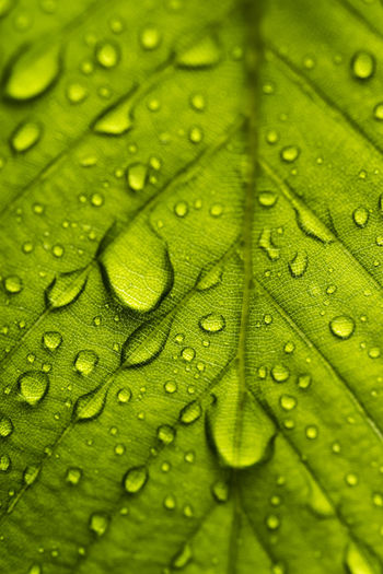 Rainy day in nature, rain drops on a leaf