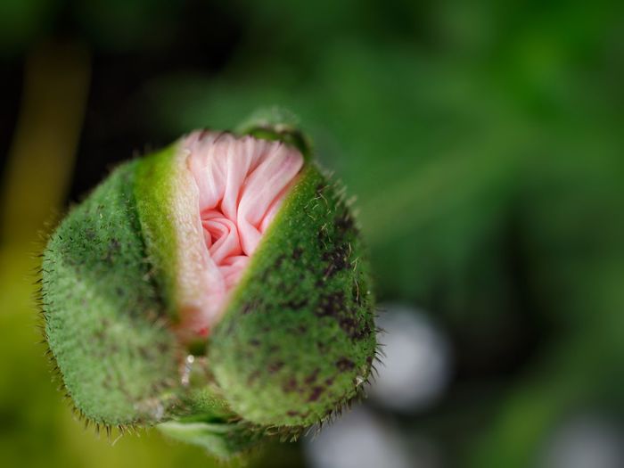 Close-up of poppy flower bud, just opening, showing pink petals packed inside.