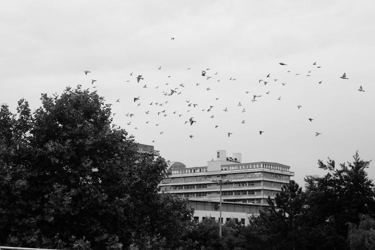Low angle view of birds flying against sky at ruhr university bochum campus