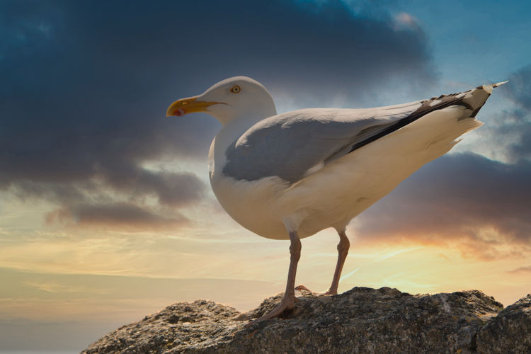 Seagull perching on rock against sky